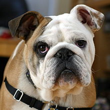Bulldogue. Foto: Wikipedia.