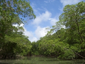 Bioma Amazônia. Foto: Cesar Paes Barreto. Wikipedia
