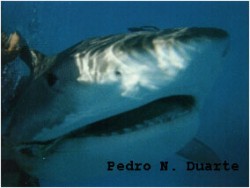 Tubarão-tigre (Galeocerdo cuvier)