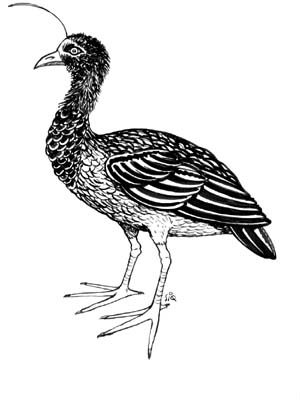 Desenho do pássaro conhecido por Inhuma