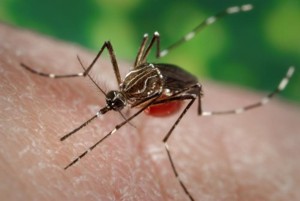 Fêmea do mosquito se alimentando*