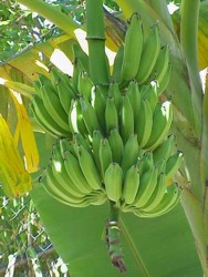 Cacho de bananas. Foto: Wikipedia