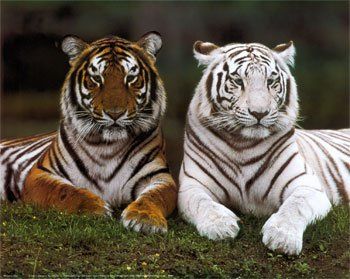 O tigre branco é uma variação do tigre de Bengala