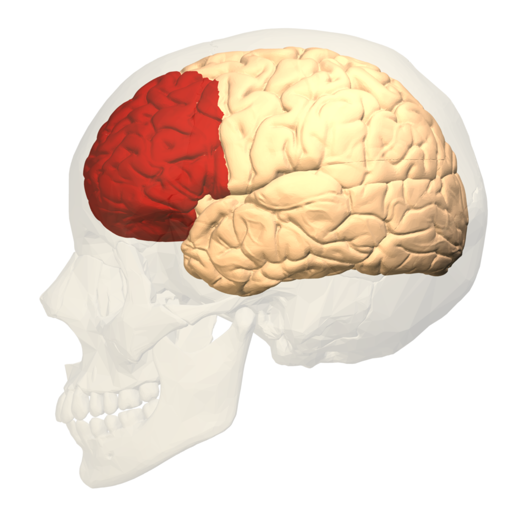 Esquema do córtex pré-frontal (em vermelho) no hemisfério esquerdo do cérebro. Crédito: Database Center for Life Science (DBCLS)/Wikimedia Commons