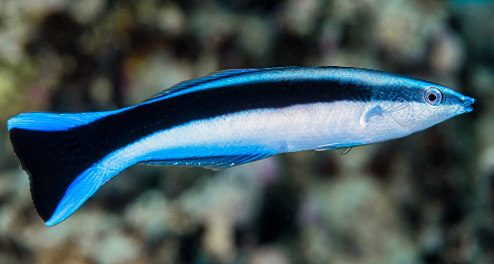 Peixe azul, com listra preta, clicado ao centro. Crédito: François Libert / Flickr 
