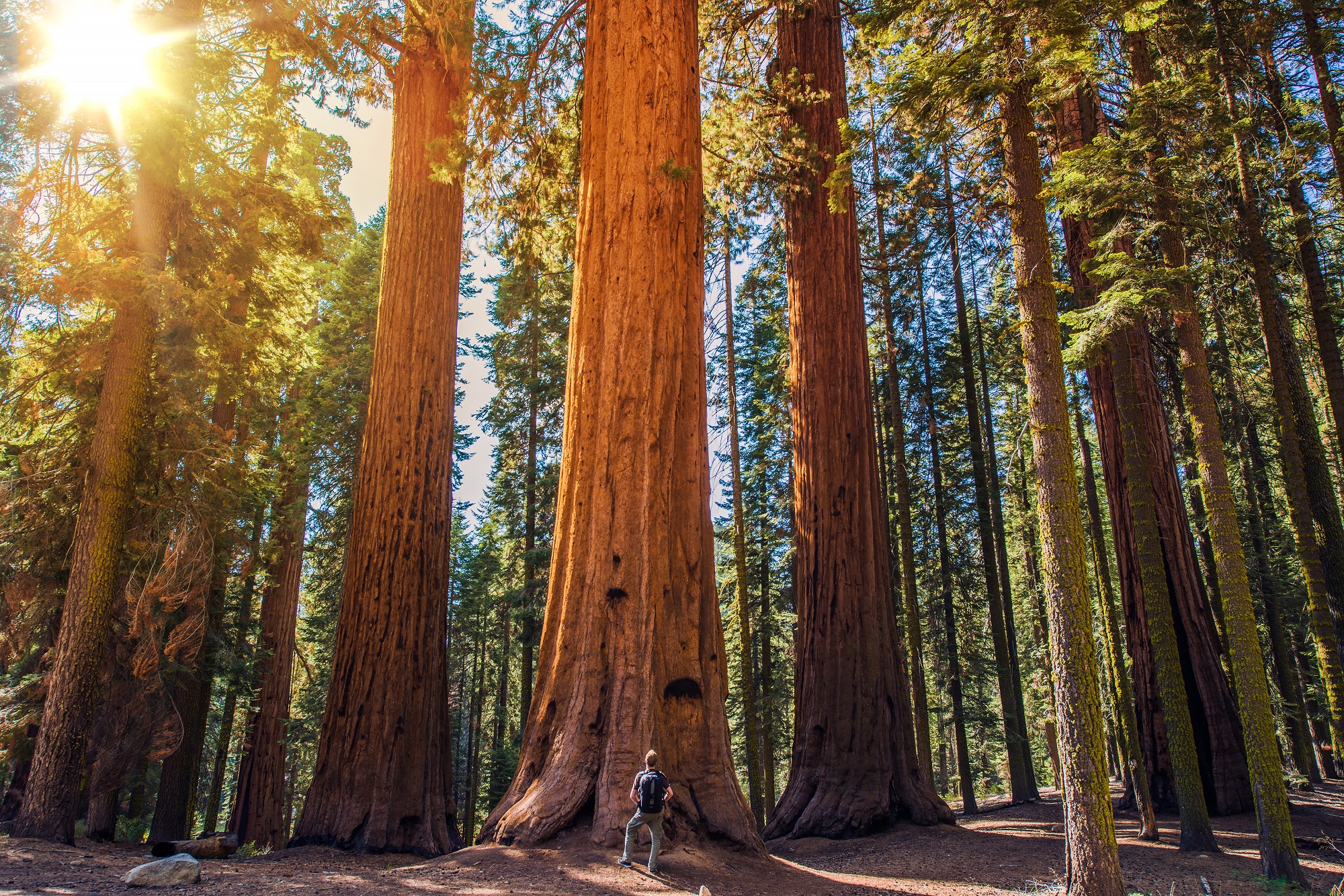 Em uma floresta, um homem está parado, de pé, em frente a uma árvore de grandes proporções, com cerca de oito vezes o seu tamanho. Ao fundo, outras árvores semelhantes.