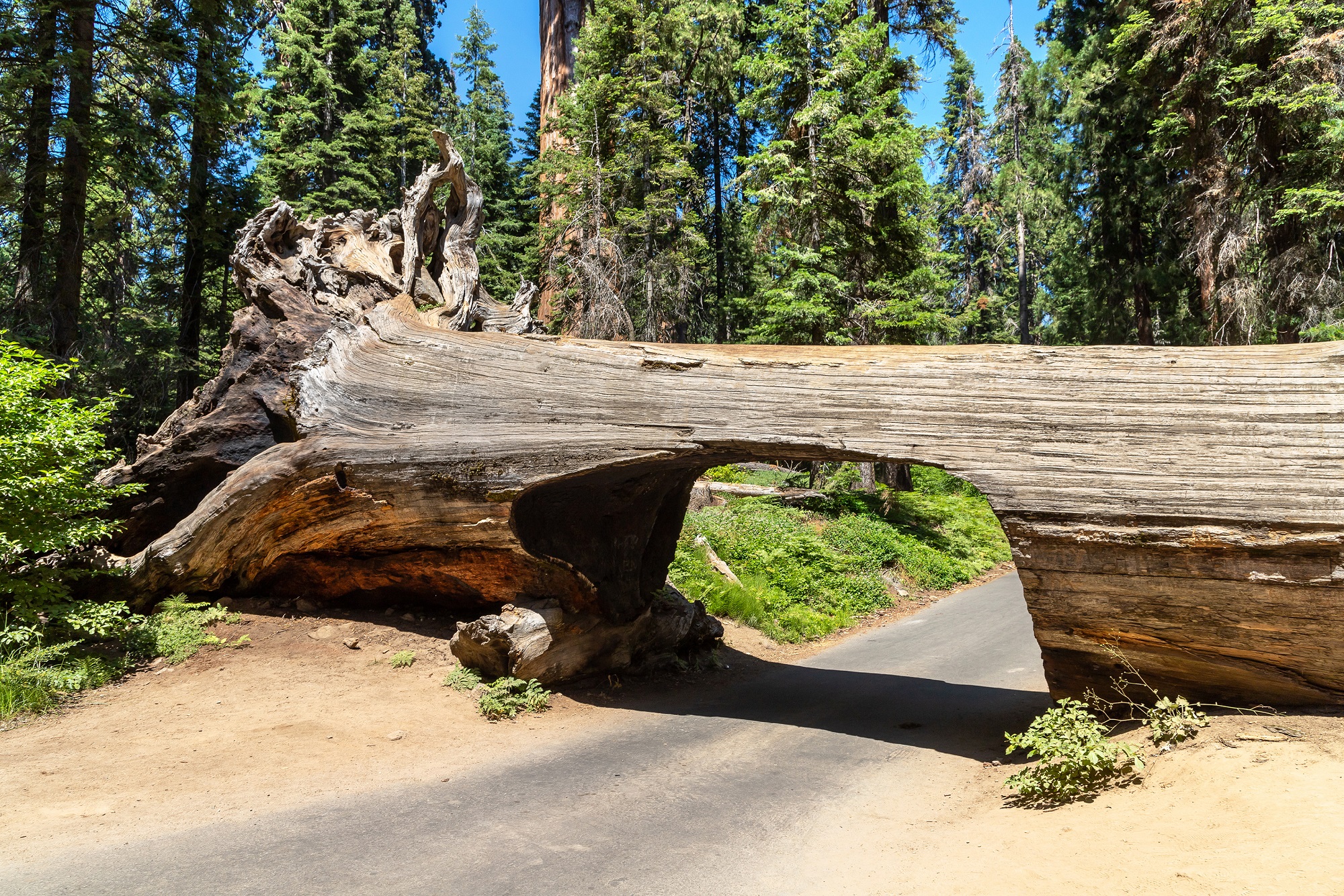 Túnel feito com tronco de sequoia sobre estrada no Sequoia National na Park, localizado na Califfórnia (EUA).