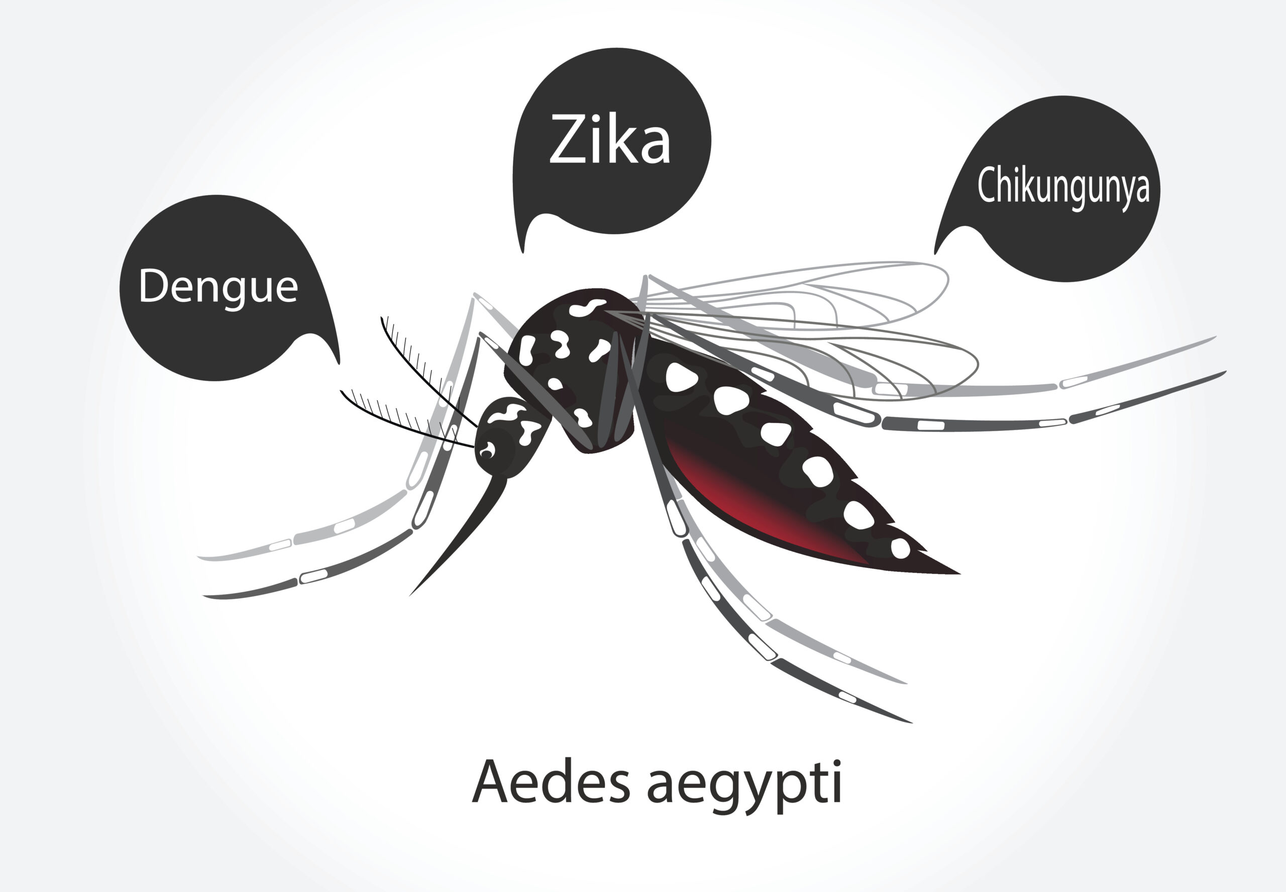 Ilustração de mosquito Aedes aegypti, com balões pretos de diálogo onde lê-se"dengue", "Zika" e "Chikungunya"