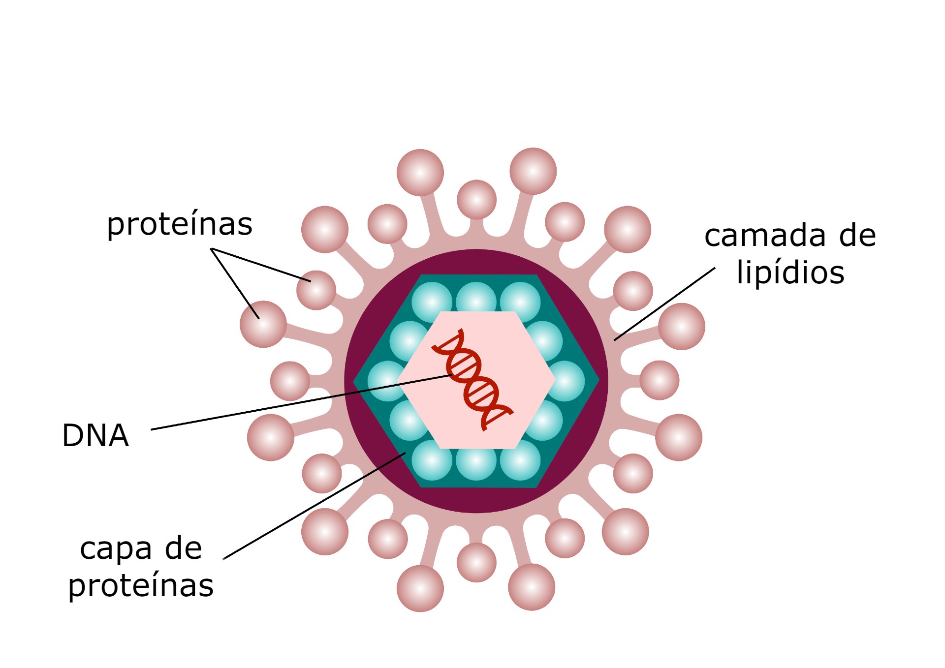 Ilustração de vírus da varíola dos macacos.