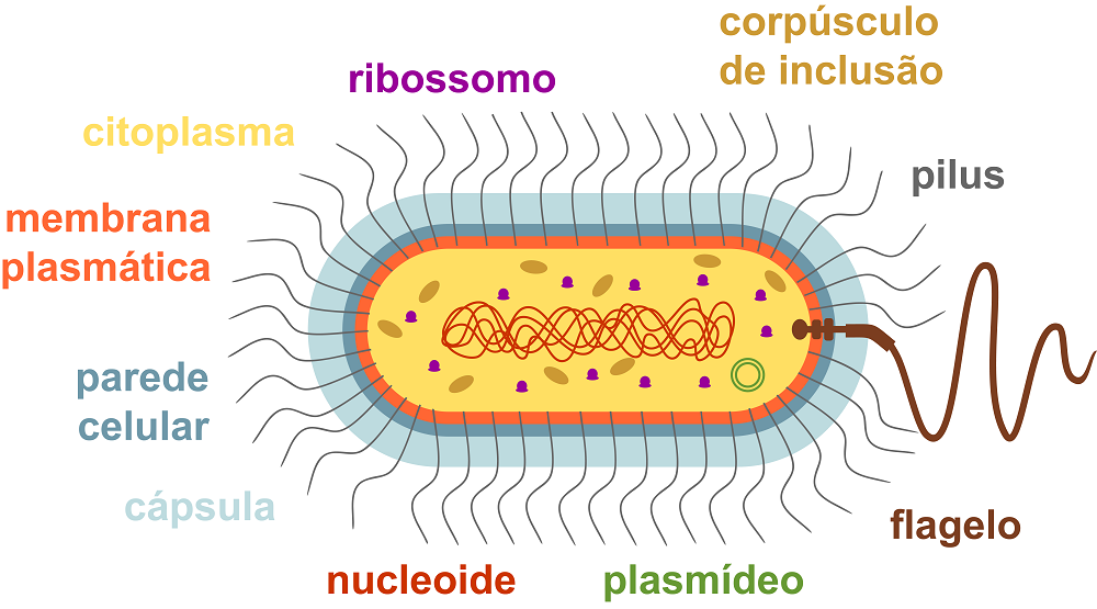 Ilustração de bactéria seccionada.