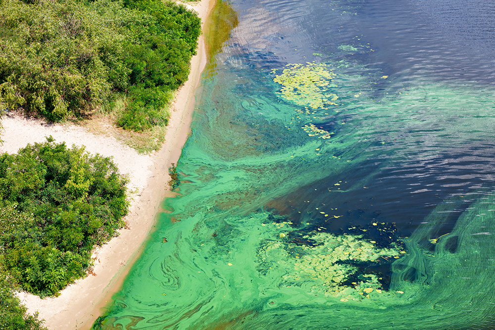 Fotografia da vista aérea da beira de um rio coberto com uma camada de algas de cor azul-esverdeada.