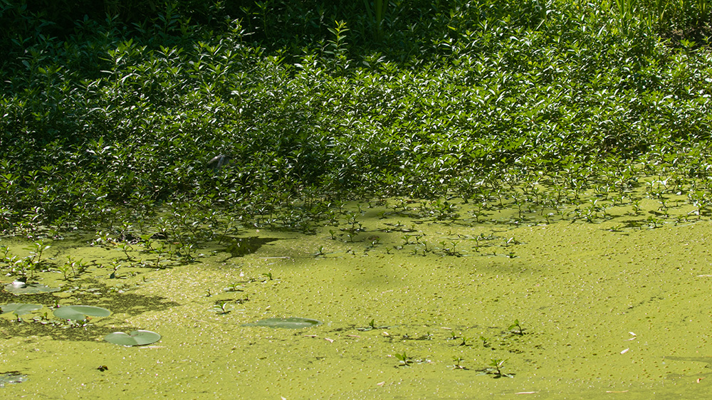 Na fotografia, vê-se uma densa camada verde de cianobactérias ocupa área de vegetação alagada