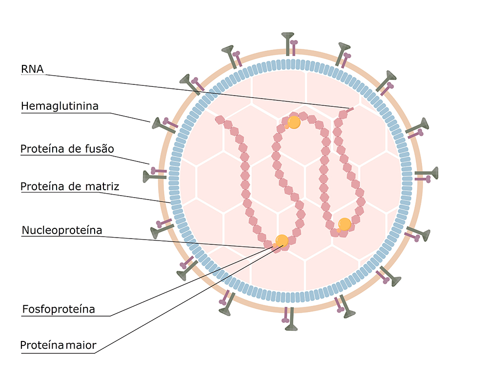 Ilustração de morbilivírus, com detas que descrevem as diferentes partes do mesmo. Crédito: Olha Pohrebniak/iStock, adaptado por Invivo