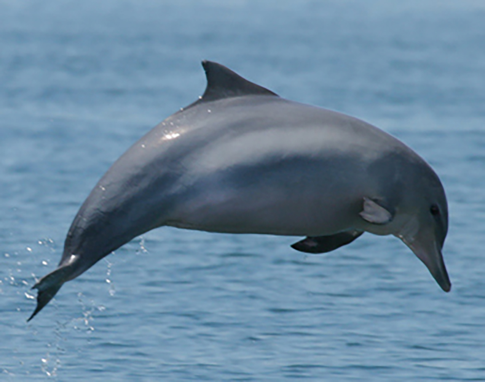 Fotografia registra boto-cinza saltando sobre o mar azul em dia ensolarado. Créditos: Instituto Boto Cinza/Wikimedia Commons