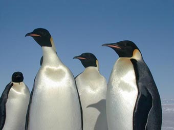 Pinguins-imperadores*