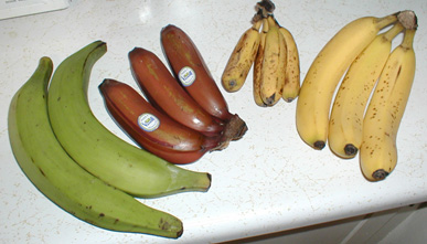 Variedades de bananas. Foto: Timothy Pilgrim/Wikipedia