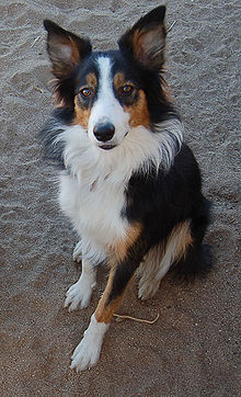 Border Collie. Foto:Wikipedia.