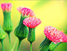 Flor de dente-de-leão. As flores da grama não alimentam polinizadores, mas as de muitas “ervas-daninhas” sim. Foto: Jônatas Cunha/Flickr