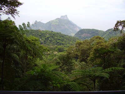 Floresta da Tijuca(1)