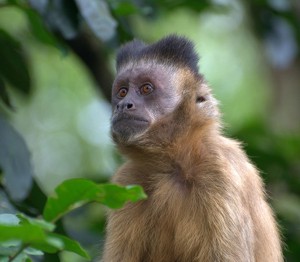 Tufted capuchin*