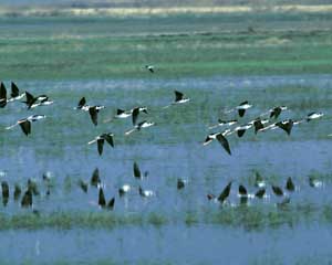 Aves em voo migratório