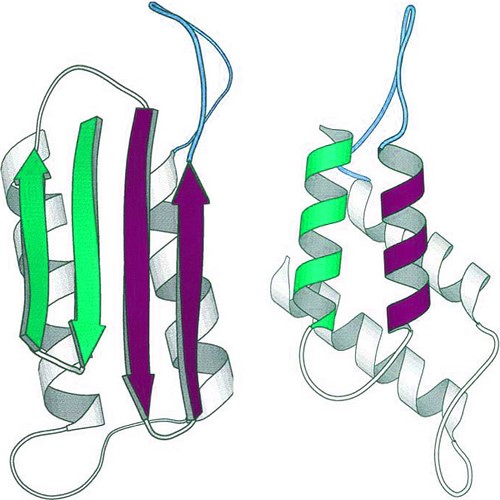 Representação de um príon (esquerda) e a proteína normal que deu origem a ele (direita). Cores-fantasia. Fonte: https://www.flickr.com/photos/ajc1/464066753
