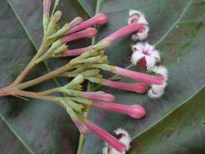 Flores de cinchona (USGS)