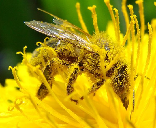 O corpo das abelhas é recoberto por cerdas, que parecem pelos finos. Ao visitar flores em buscar de néctar e pólen, alguns desses grãos ficam presos às cerdas do inseto e são levados de uma flor para outra: é a polinização. Fonte: http://www.fotocommunity.com/pc/pc/display/21376633 - Disponível em 14 out 2014.