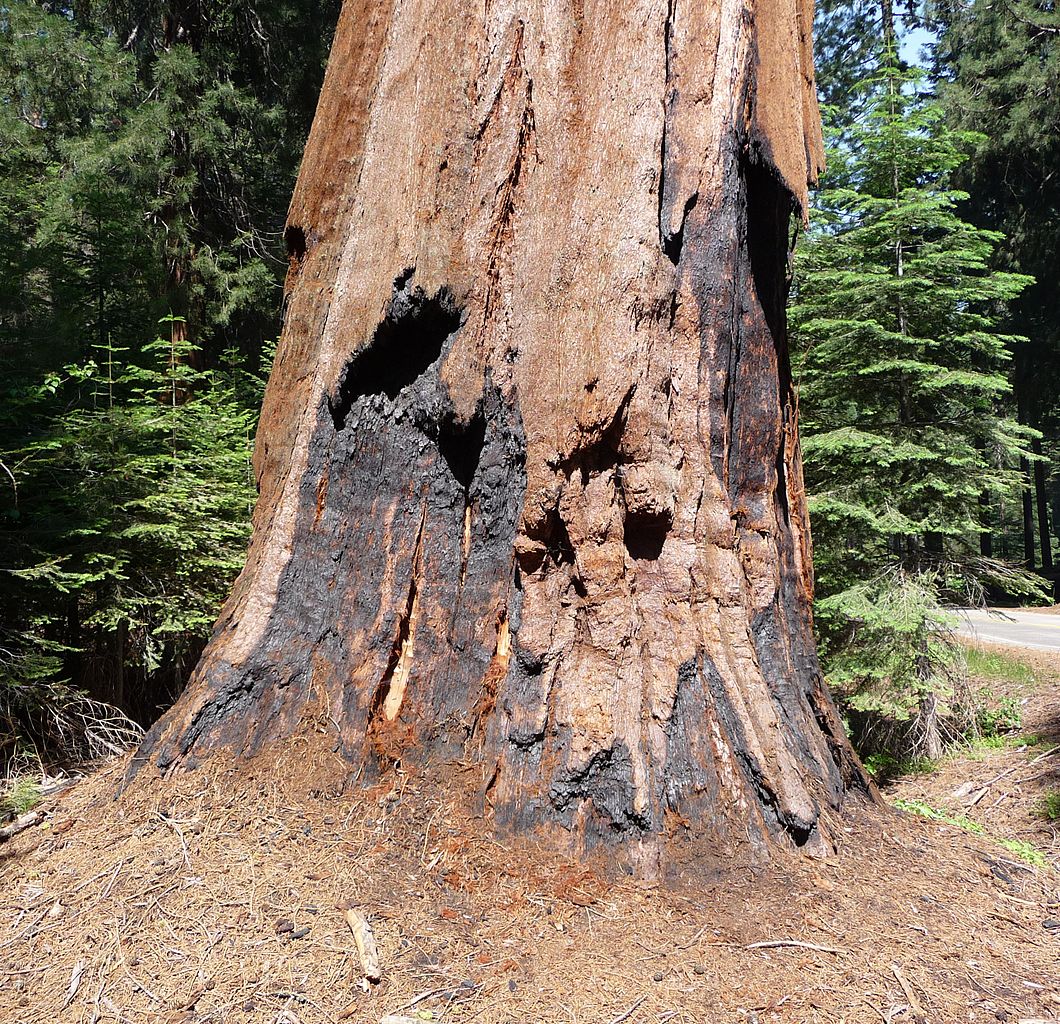 Detalhe de base de árvore sequoia-gigante, com base apresentando marcas de fogo. Crédito: Daniel Mayer (mav)