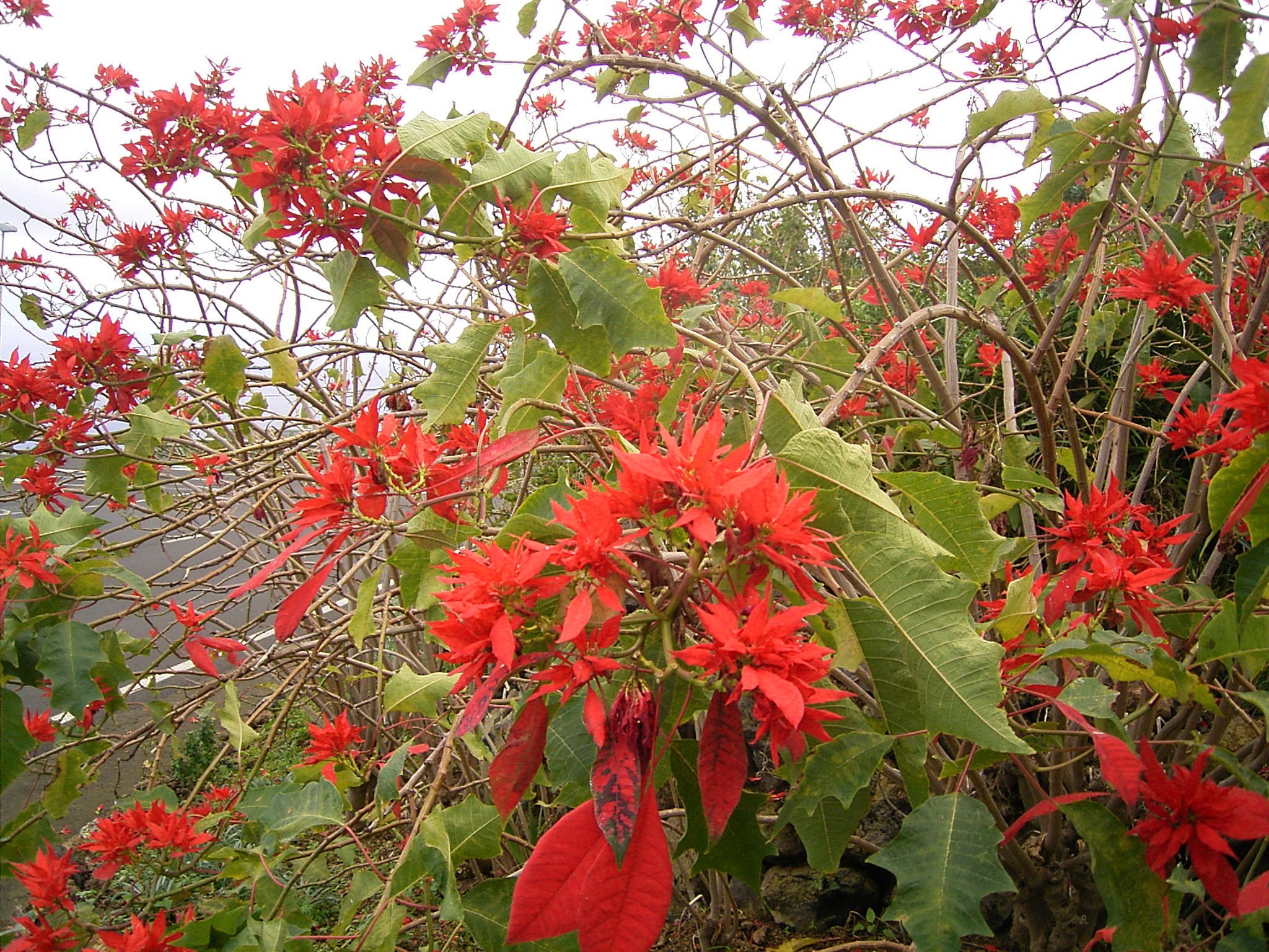 Poinsétia, a flor do Natal - Invivo