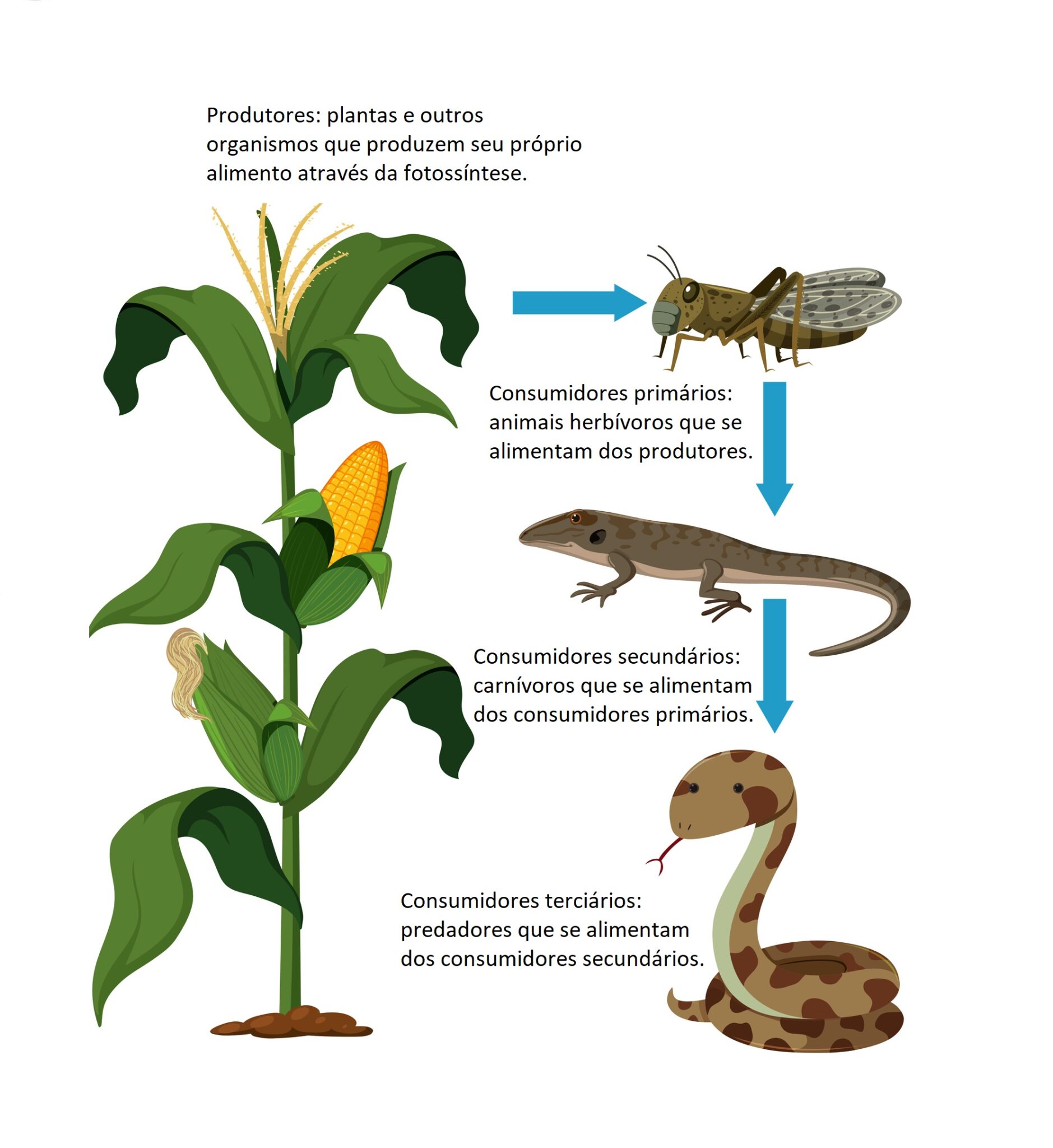 Cinco razões que tornam as plantas fundamentais para a vida na Terra ...
